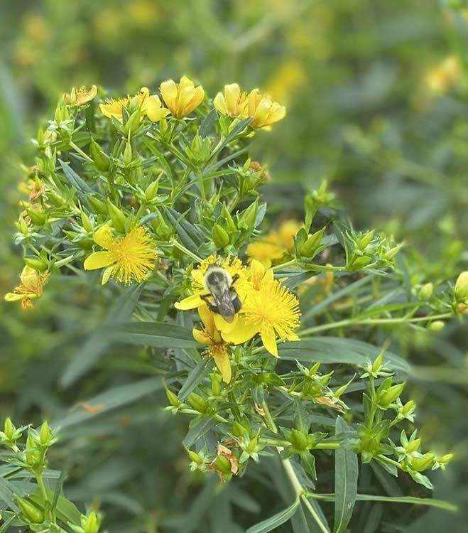 A bee on Broombrush at Pam's Oasis.