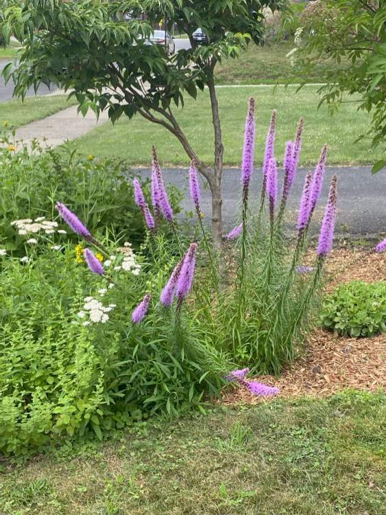 Blazing star flowers.