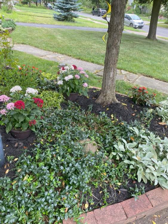 Front yard flower beds on Yorkshire Road.