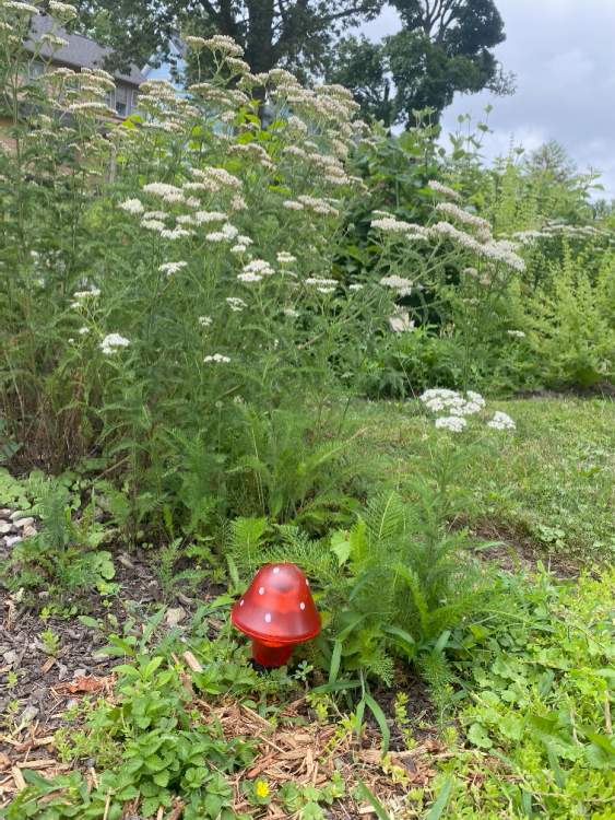 Mushroom light and yarrow on Yorkshire Road.