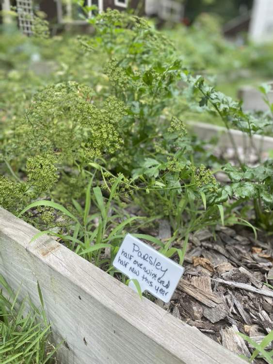 Parsley in an herb garden on Yorkshire Road.