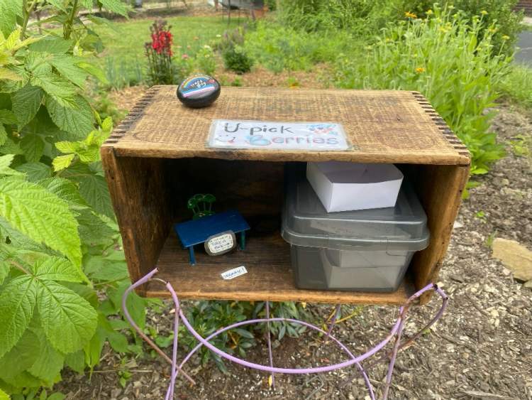 Pick your own raspberries station on Yorkshire Road.