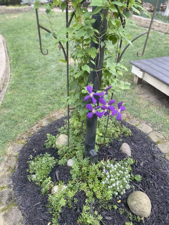 Purple Cleamatis on Yorkshire Road.