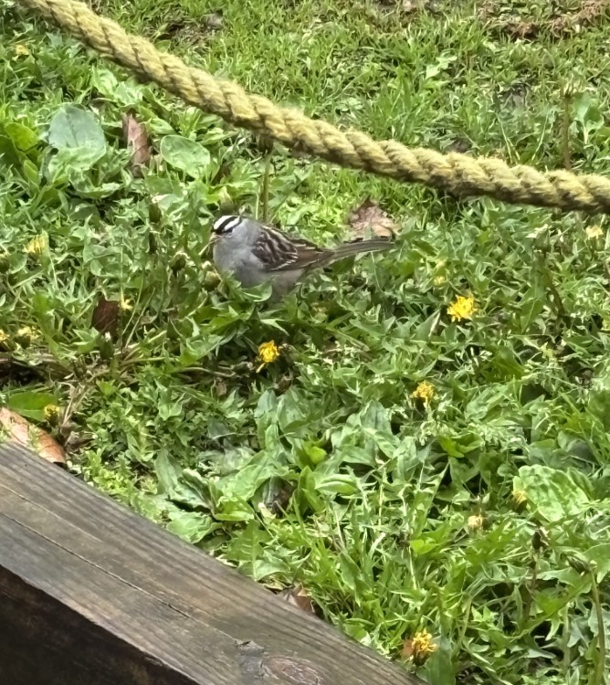 A migrant white-crowned sparrow recently visited the yard of FreshWater Writer Rebecca Cahill.
