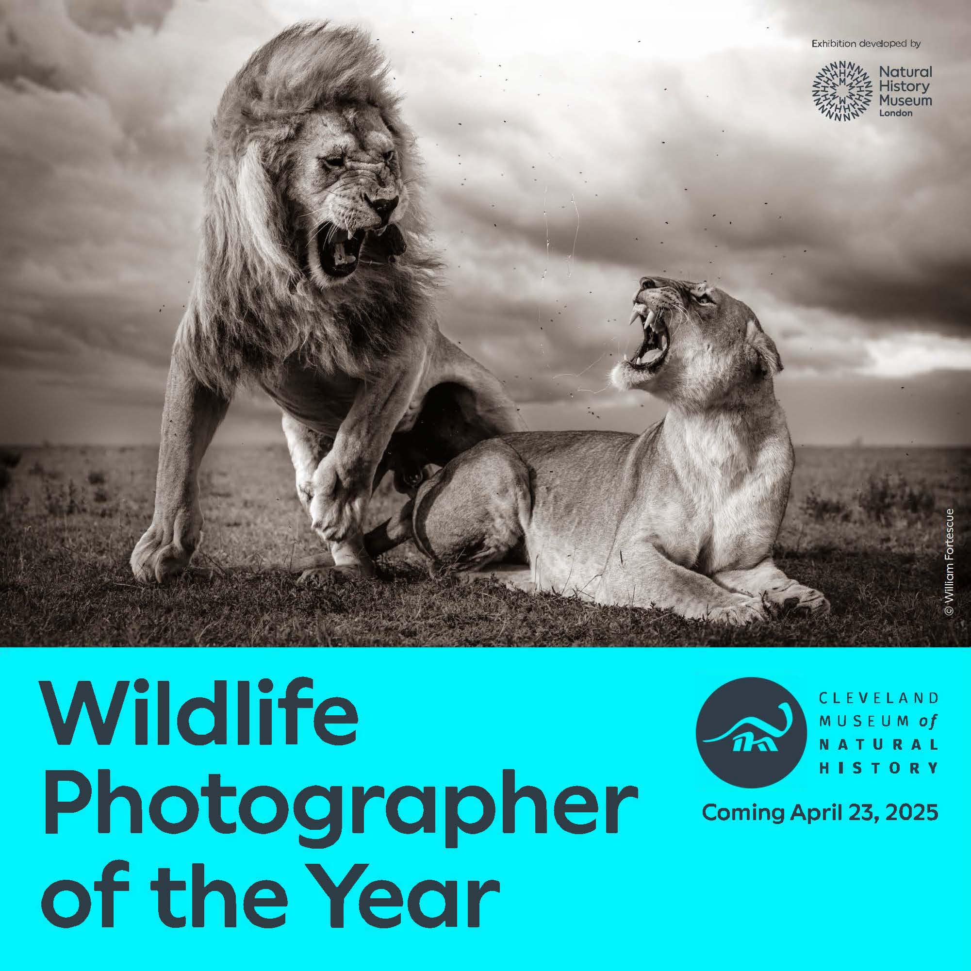 'Stormy Scene' by William Fortescue:  Mating lions in the Namiri Plains, Serengeti National Park, Tanzania.