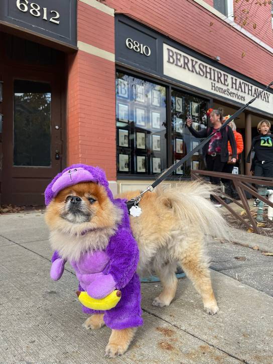 Even a pup or two enjoyed  Día de Muertos.
