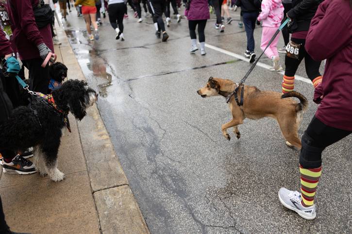 Dogs enjoy the social aspects of Turkey Trot.