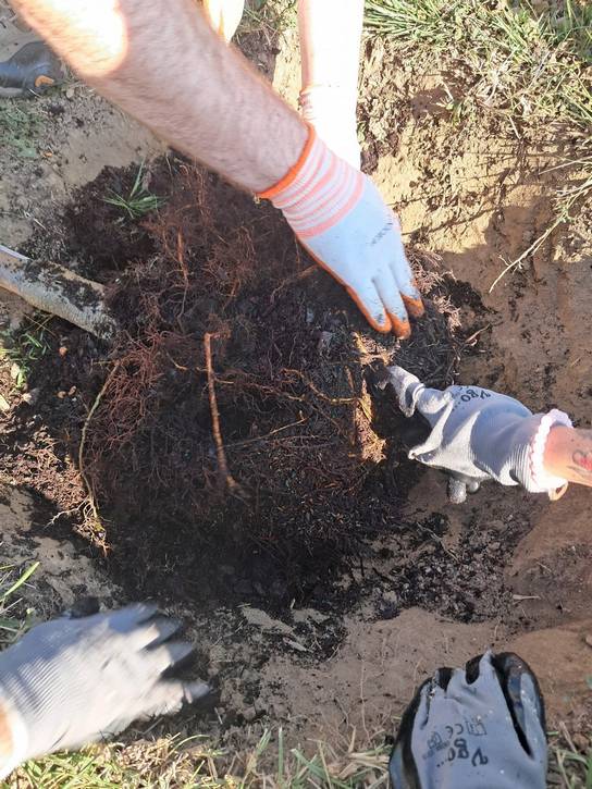 Old Brooklyn residents receive hands-on training for preparing tree roots before planting.