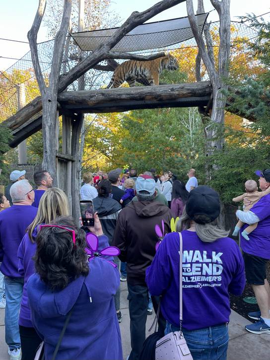 A tiger strolls over the heads of Alzheimer's Walk participants.