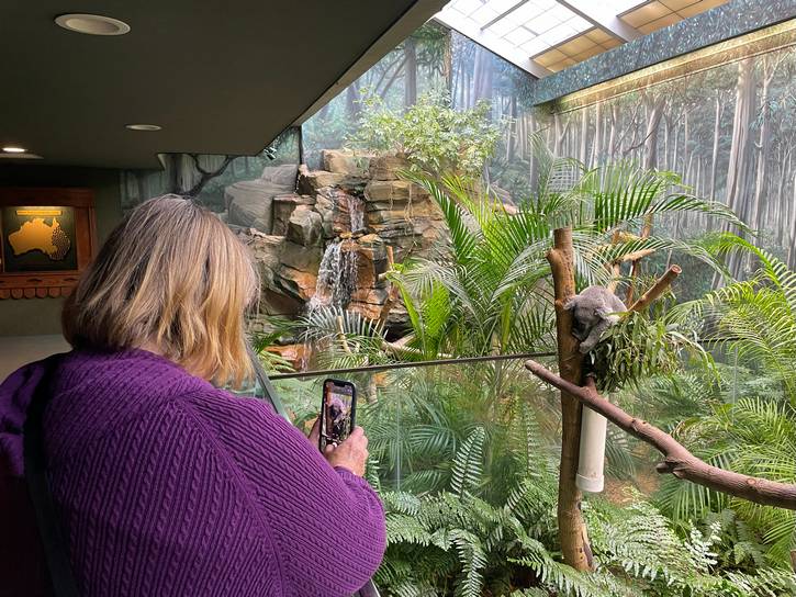 Befriending a koala at the Walk to End Alzheimer's.