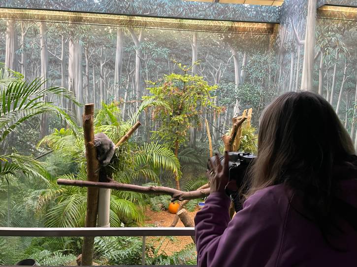 Pausing to snap a koala photo.