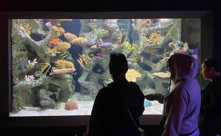 Surveying some saltwater fish at the Metroparks Zoo.