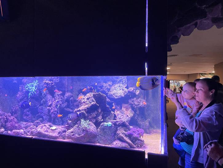 Surveying some tropical fish at the Metroparks Zoo.