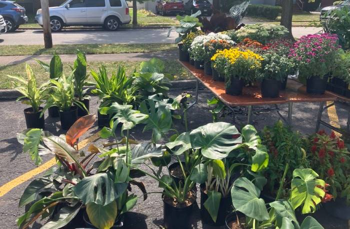 Plants for sale at the Cleveland Heights Community Market.