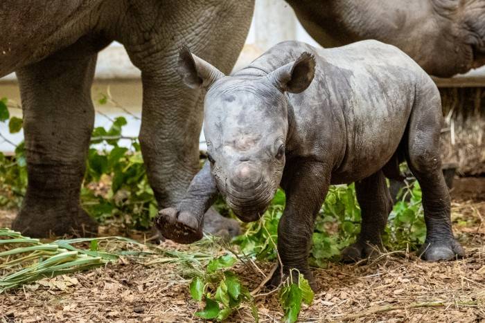 A black rhino calf was born at the Cleveland Metroparks Zoo just in time for World Rhino Day.