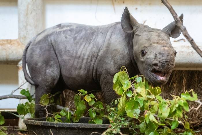 A black rhino calf was born at the Cleveland Metroparks Zoo on Sept. 13.