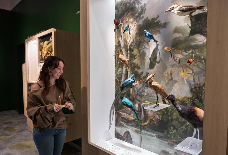 A KSU School of Fashion student admires the birds on display during the avian biomimicry project at CMNH.