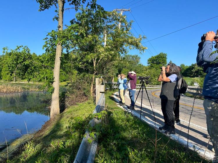 Mentor Marsh Guided Nature Hike: Birds, Birds, Birds!