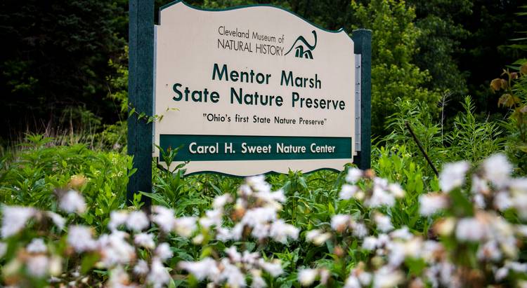 Mentor Marsh hosts many CMNH field trips and activities.