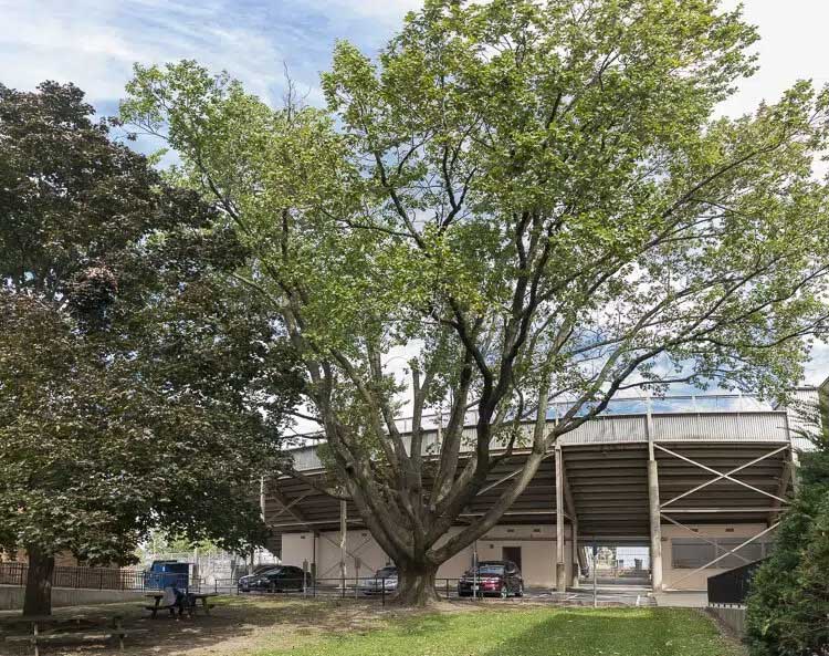 The last remaining English oak tree, which died in 2022, was planted at Rhodes High School after Jesse Owens earned four gold medals in the 1936 Berlin Olympic Games.