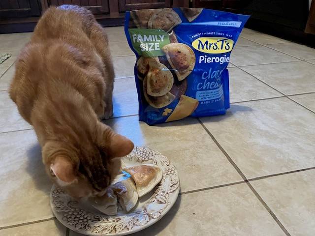 Concord Casimir eating his pierogies in 2025. This year, his pierogi split in half, resulting in a 'Pierogi Vortex.'