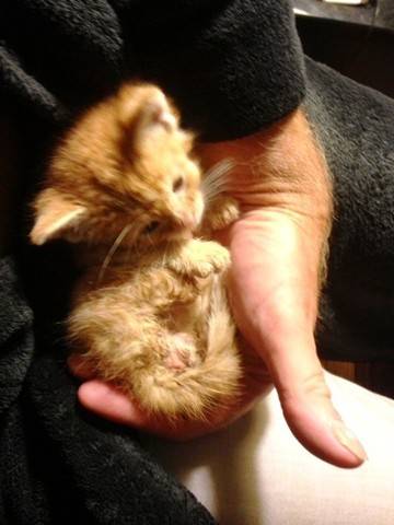 Concord Casimir on the day in 2013 he was found abandoned on the steps of Polish St. Casimir Church. He has found a new home and now works one day a year.