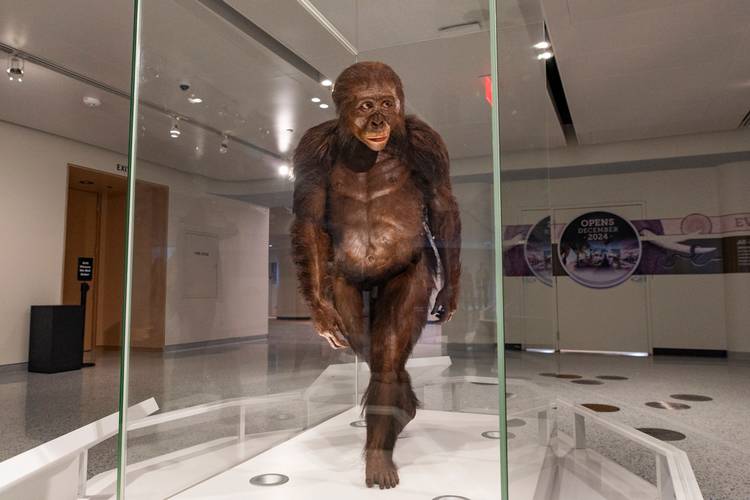 Lucy, the Australopithecus afarensis at CMNH
