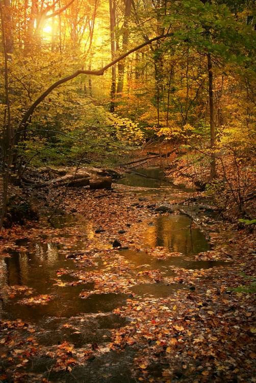 Sustainable Economies empowers organizations like Summit Metro Parks to create positive  change.