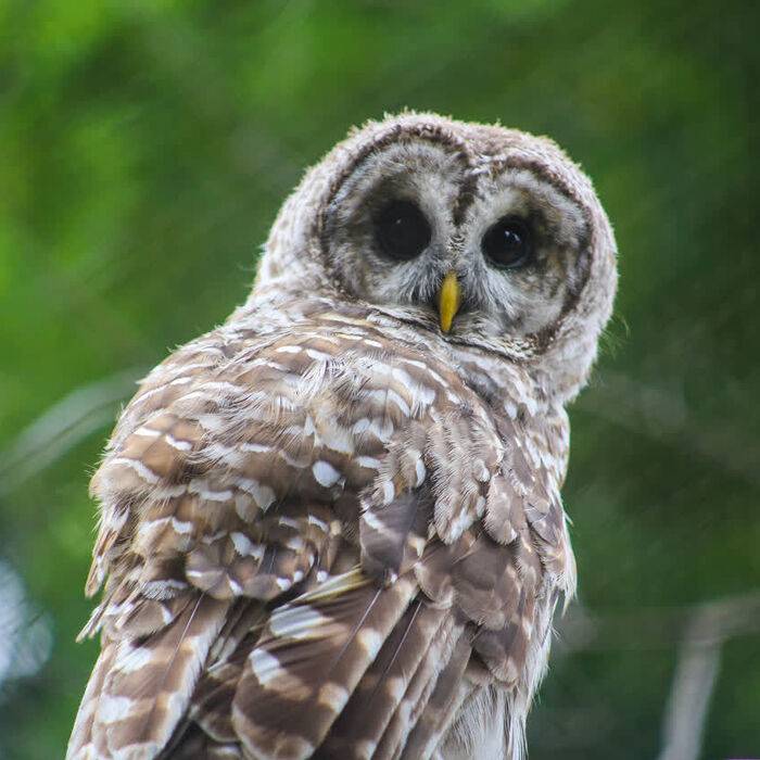 Beaker the Barred Owl at CMNH's Perkins Wildlife Center Wildlife Ambassador.