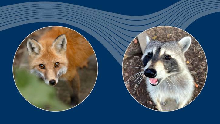 George Clooney the Red Fox and Remi the Racoon, CMNH Wildlife Ambassadors.