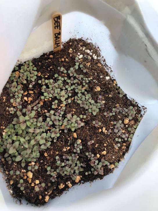 Bee balm attracts pollinators to gardens.