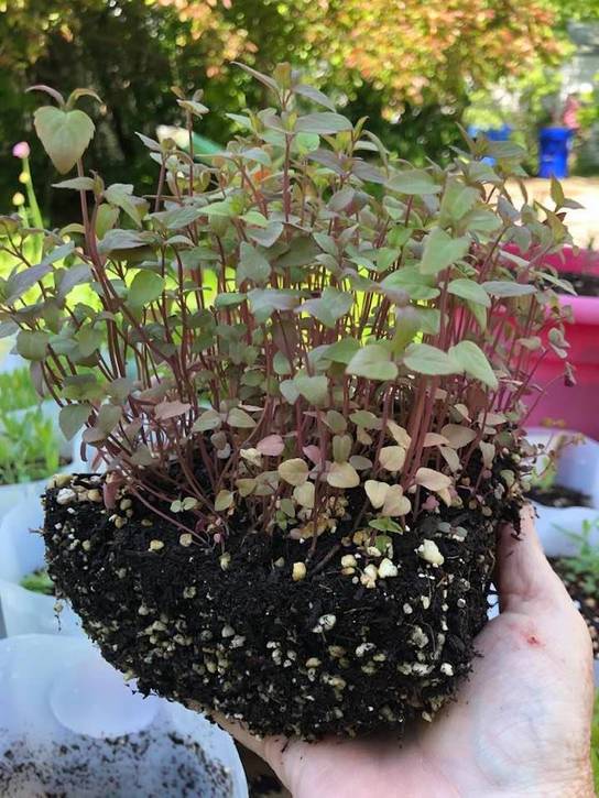 Bee balm attracts birds, bees, and butterflies.