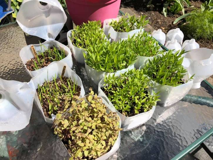 Winter seed sowing is one of the easiest and cheapest ways to get plants started for spring planting.