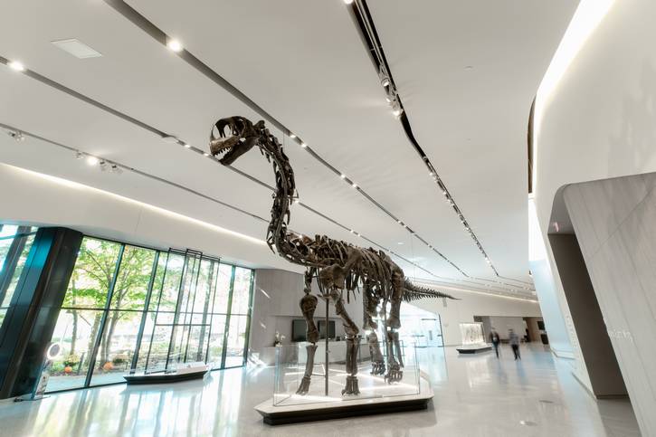 Haplocanthosaurus delfsi, AKA Happy