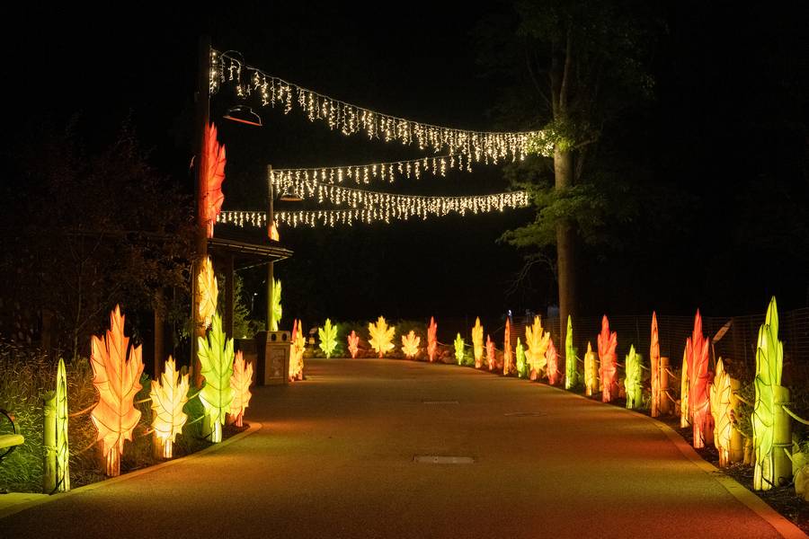 Lanterns line the parths at the Cleveland Metroparks Asian Lantern Festival.