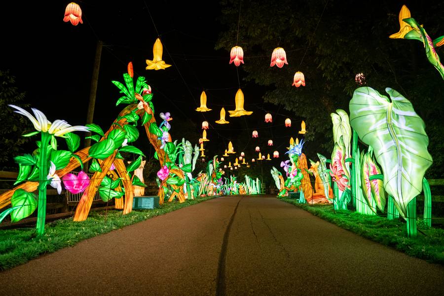 The Cleveland Metroparks annual Asian Lantern Festival.