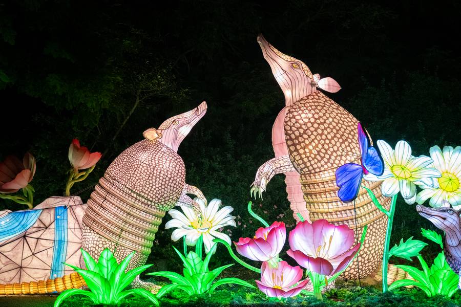 Uniquely themed areas at this year's Asian Lantern Festival include African animals, ocean creatures, and botanical gardens.
