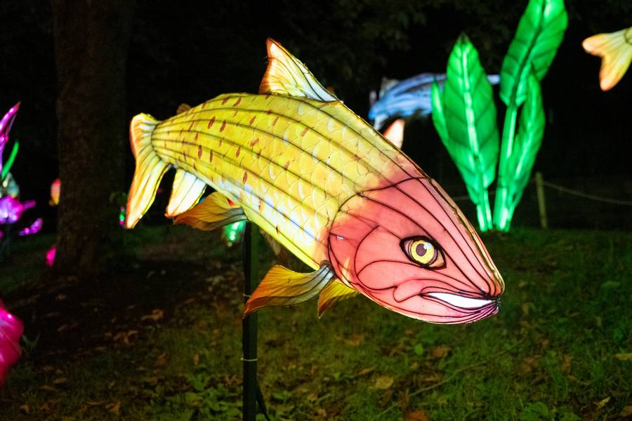 Uniquely themed areas at this year's Asian Lantern Festival include African animals, ocean creatures, and botanical gardens.