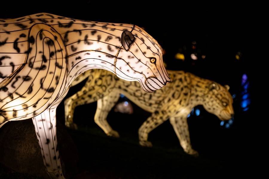 Uniquely themed areas at this year's Asian Lantern Festival include African animals, ocean creatures, and botanical gardens.
