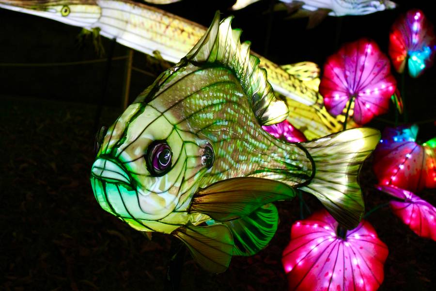 Various fish lanterns give the illusion that the fish are swimming down a river.