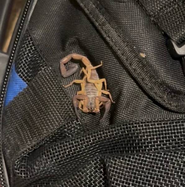 The stowaway scorpion.