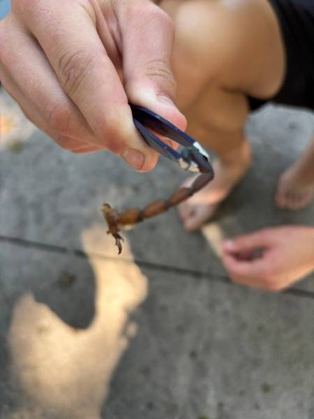 Attempting to remove the stowaway with tweezers.