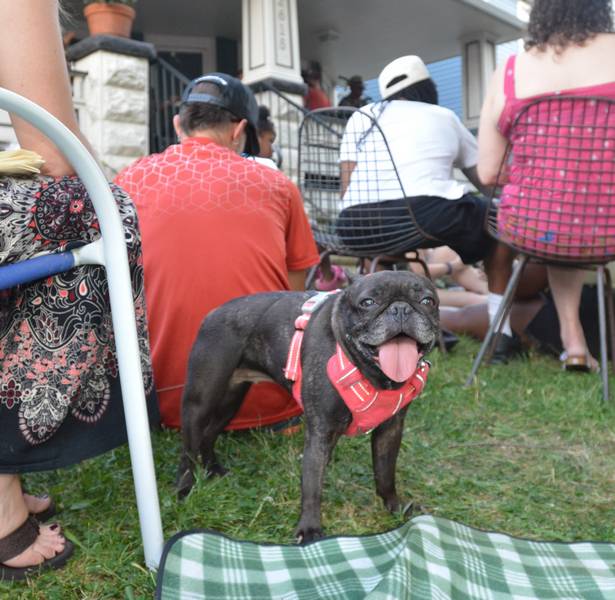 Even the pups had fun at Larchmere PorchFest..