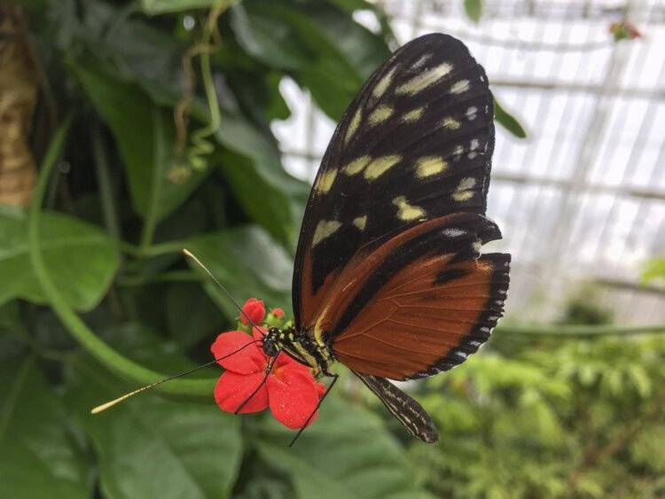 A butterfly in the Cleveland Botanical Garden's Glasshouse.