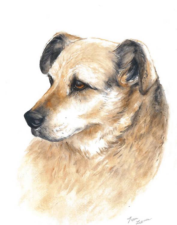 Kelsey dog portrait by Tessa LeBaron