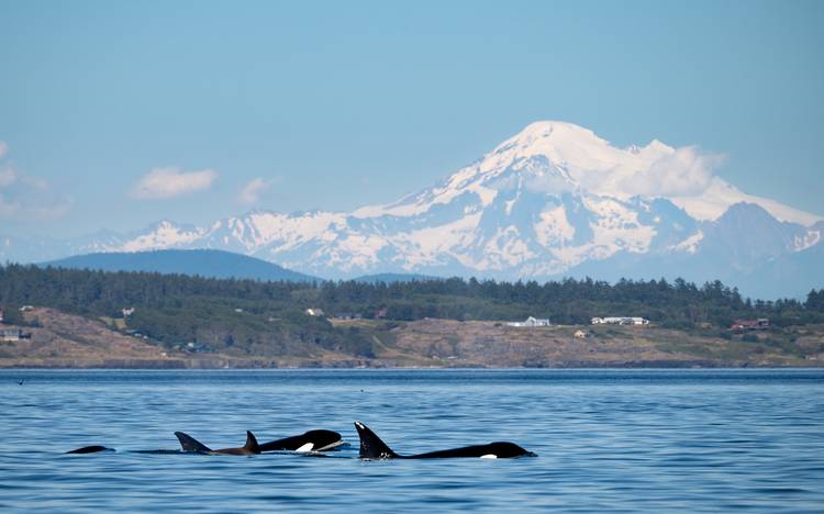 Orcas cruising in the Salish sea.
