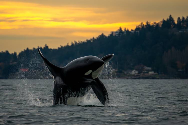 An orca breaches at dusk.