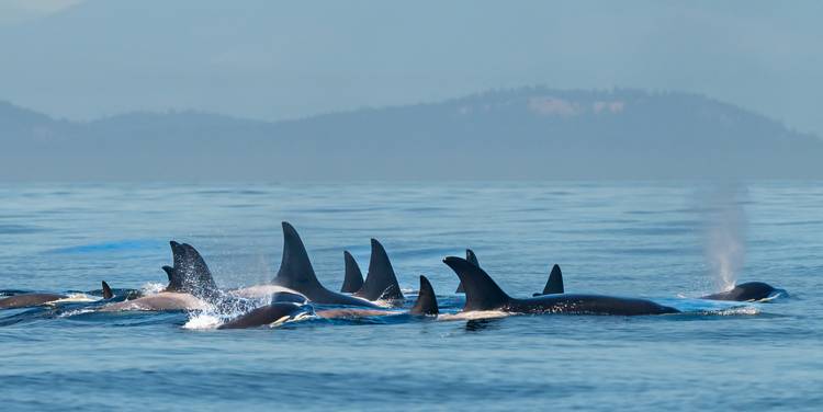A pod of orcas cruise the Salish.
