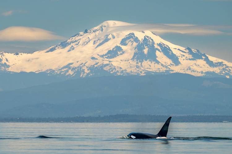 Orcas on the hunt.