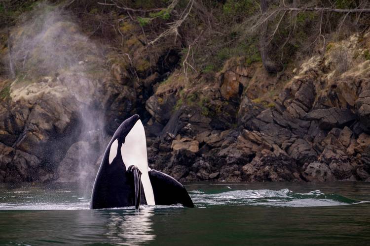 An orca breaching.